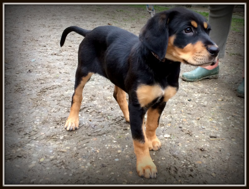 Jaya, x beauceron, née le 04/09/2014 Img_0311