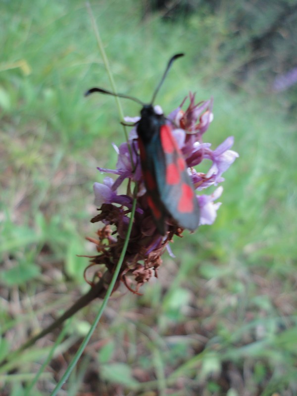 amateurs d'orchidées : zygène, lepture tacheté et opilion Dsc00510