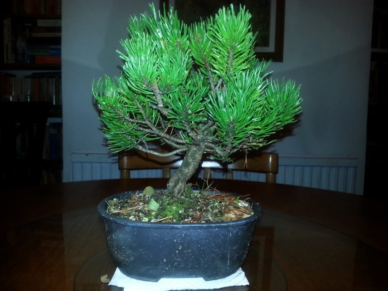 New Pine Shohin Mounta11