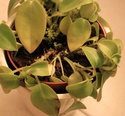 Peperomia pixie tout mou Img_7511