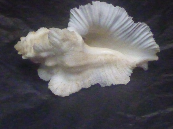 Pterynotus tripterus (Born, 1778) Tahiti16