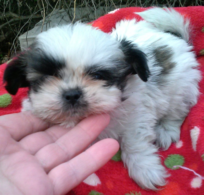 Looking at a Shih Tzu Pup 12171414