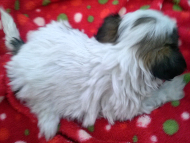 Looking at a Shih Tzu Pup 12171415