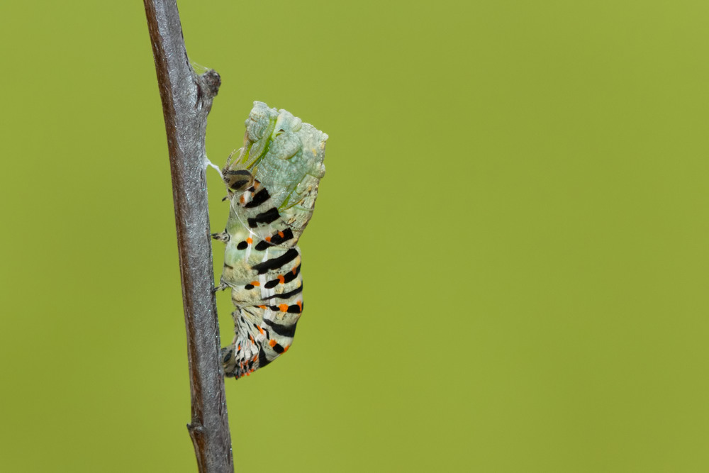 chrysalide sortant de son enveloppe de chenille Machaon 1110