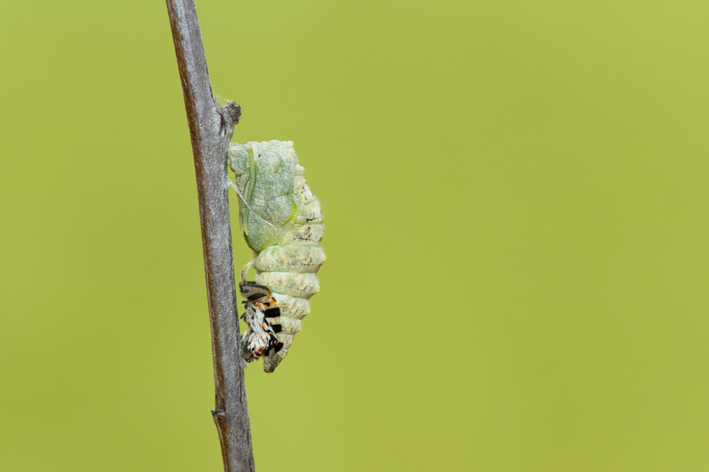 chrysalide sortant de son enveloppe de chenille Machaon 1610