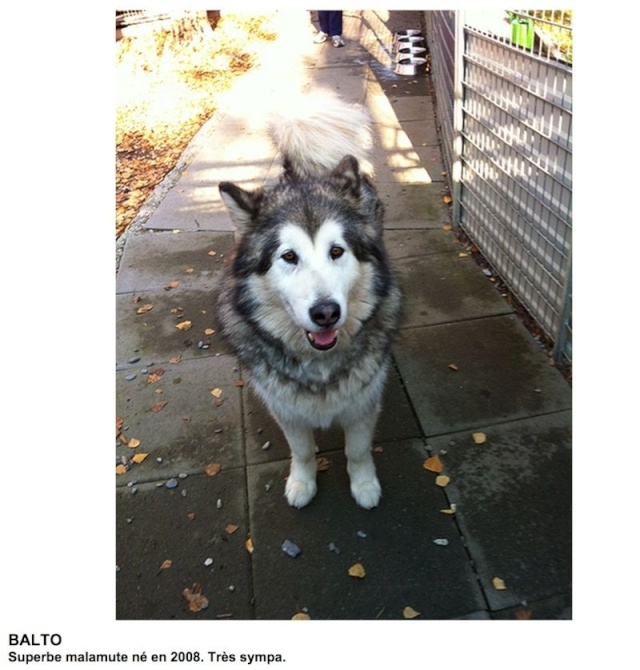 Balto adoptable en Suisse Balto110