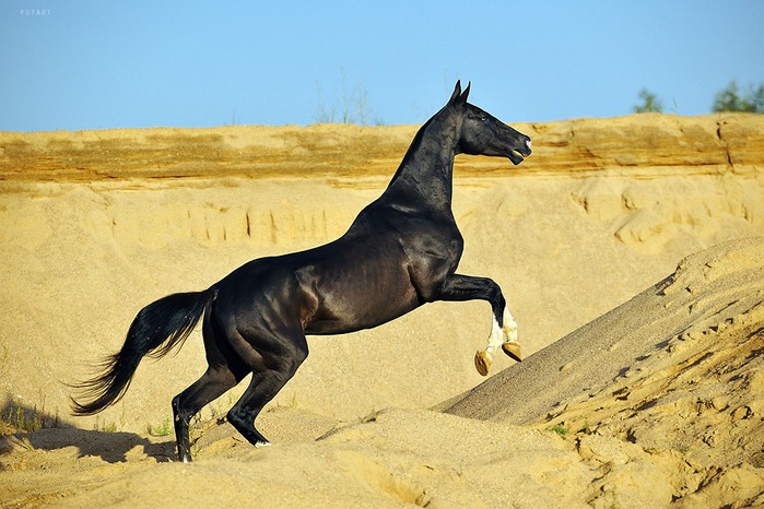 Ахалтекинская порода лошадей 97397110