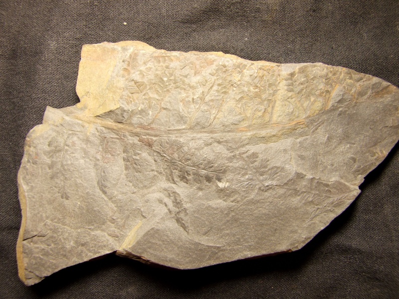 Sphenopteris ( Brongniart ) Sternberg , 1825 . Spheno11