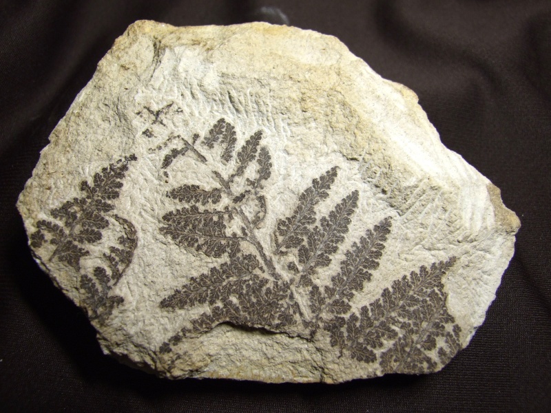Sphenopteris ( Brongniart ) Sternberg , 1825 . Spheno13