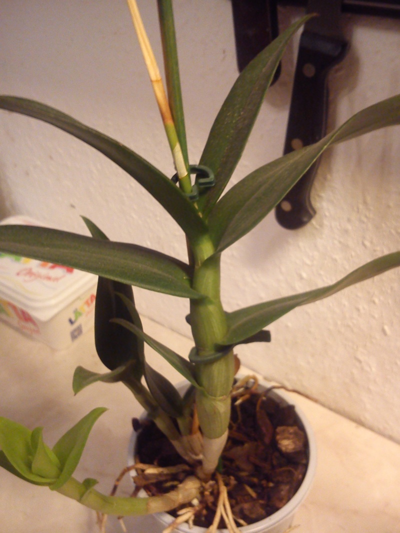 Hallo und Frage zu 2 Orchideen vermutlich Dendrobium  Dsc_0814