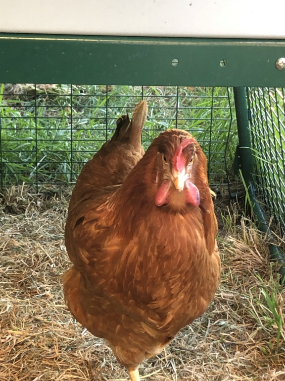 Poule apathique avec les deux barbillons gonflés 97d7e910