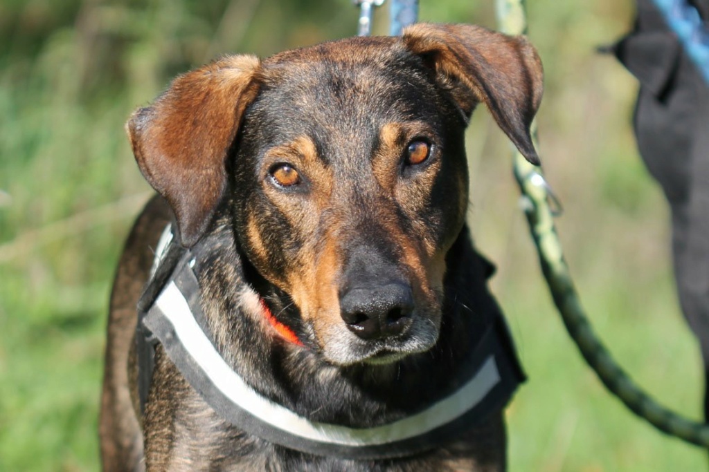 SULTAN male croisé beauceron né en 03/2018  126