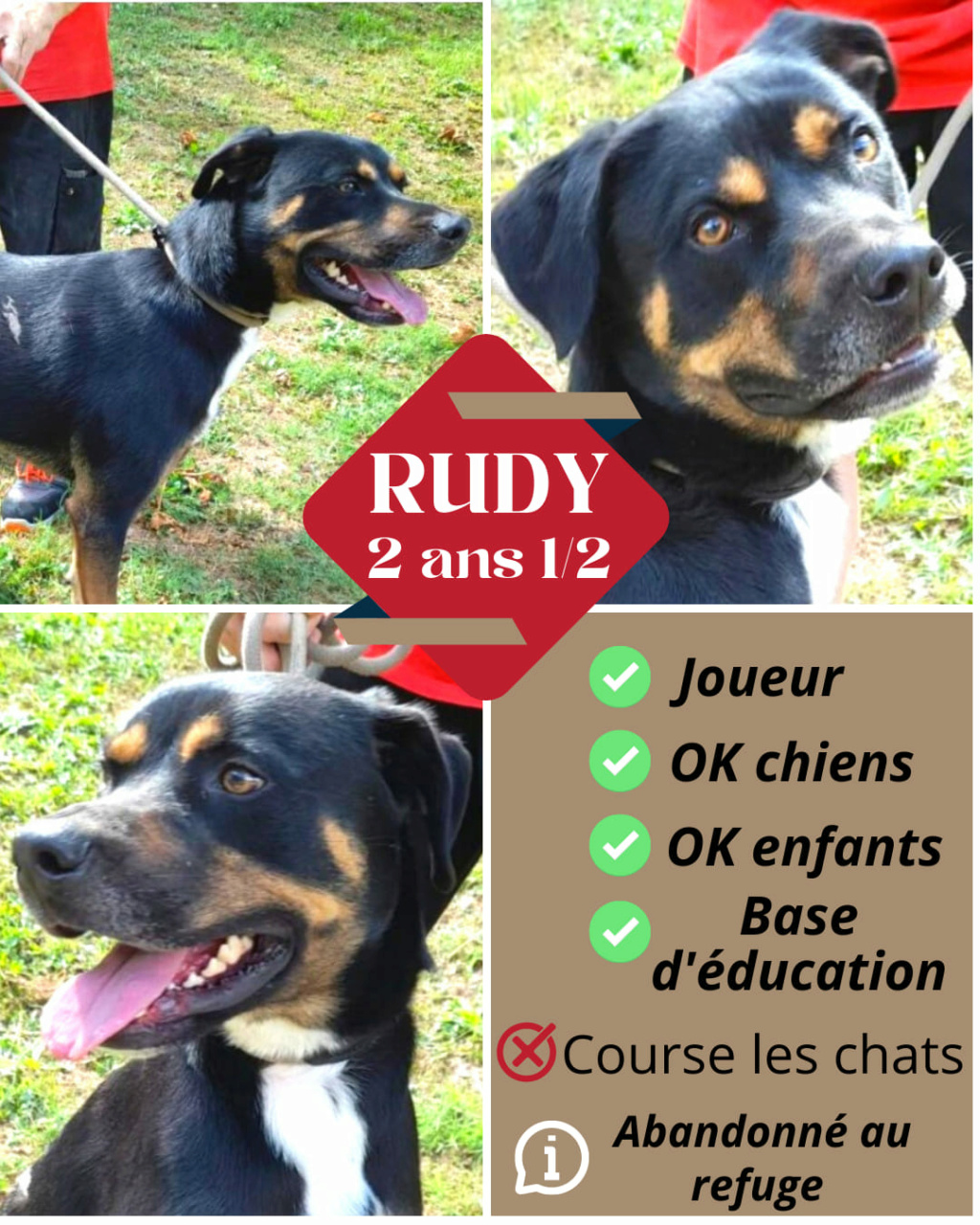 RUDY mâle croisé né en 07/2020 131