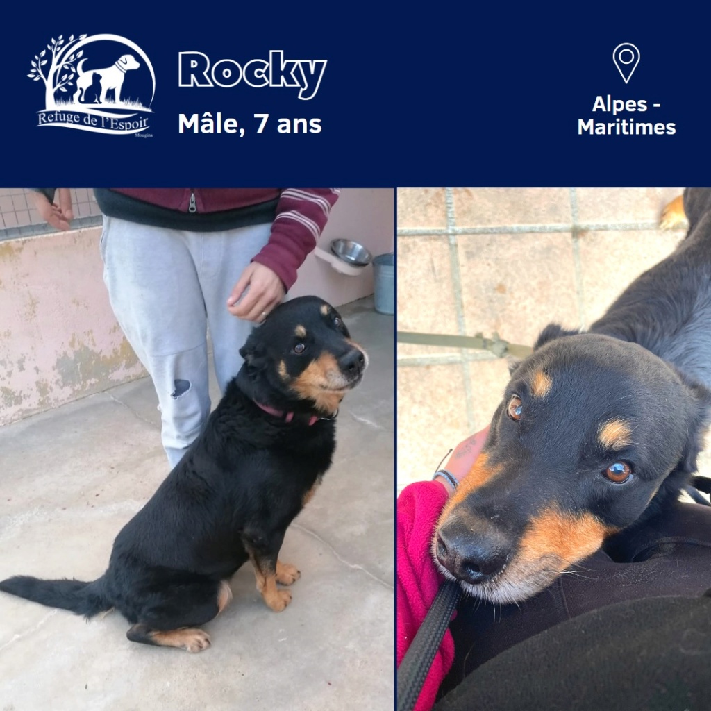 ROCKY x beauceron né 01/2016 147