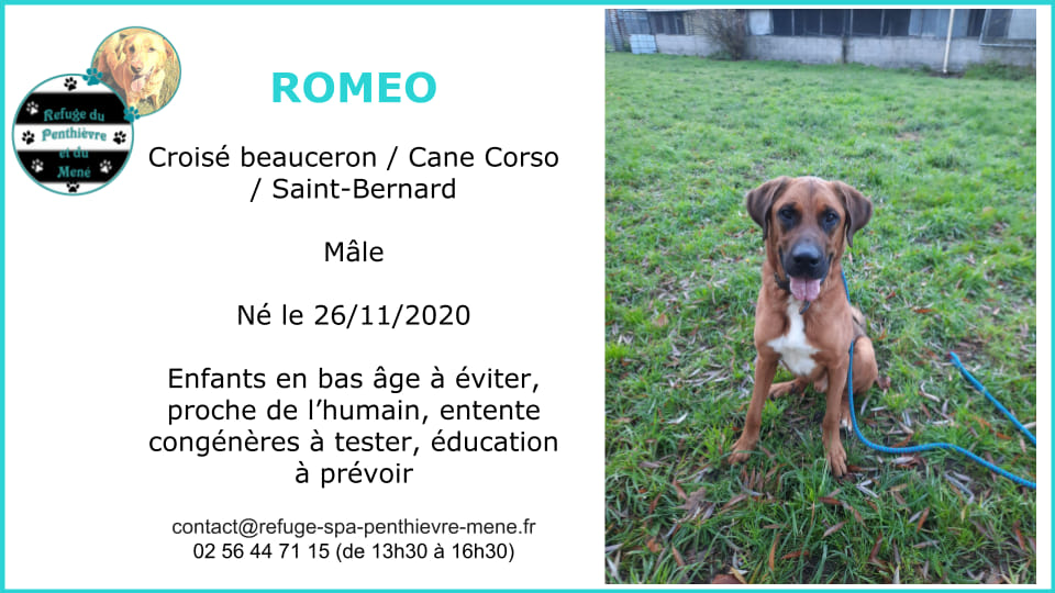 ROMEO male né en 11/2020 croisé beauceron / cané corso / saint bernard 422