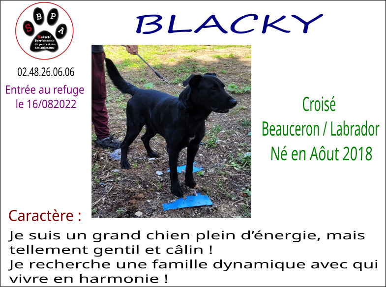 BLACKY male né en 08/2018 croisé Beauceron Labrador 511