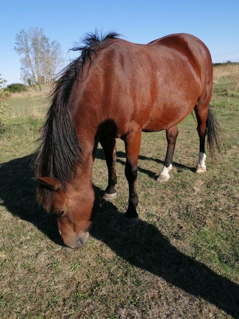 NEIGE - poney née en 2001 - adoptée en octobre 2018 par Stéphanie Neige_30