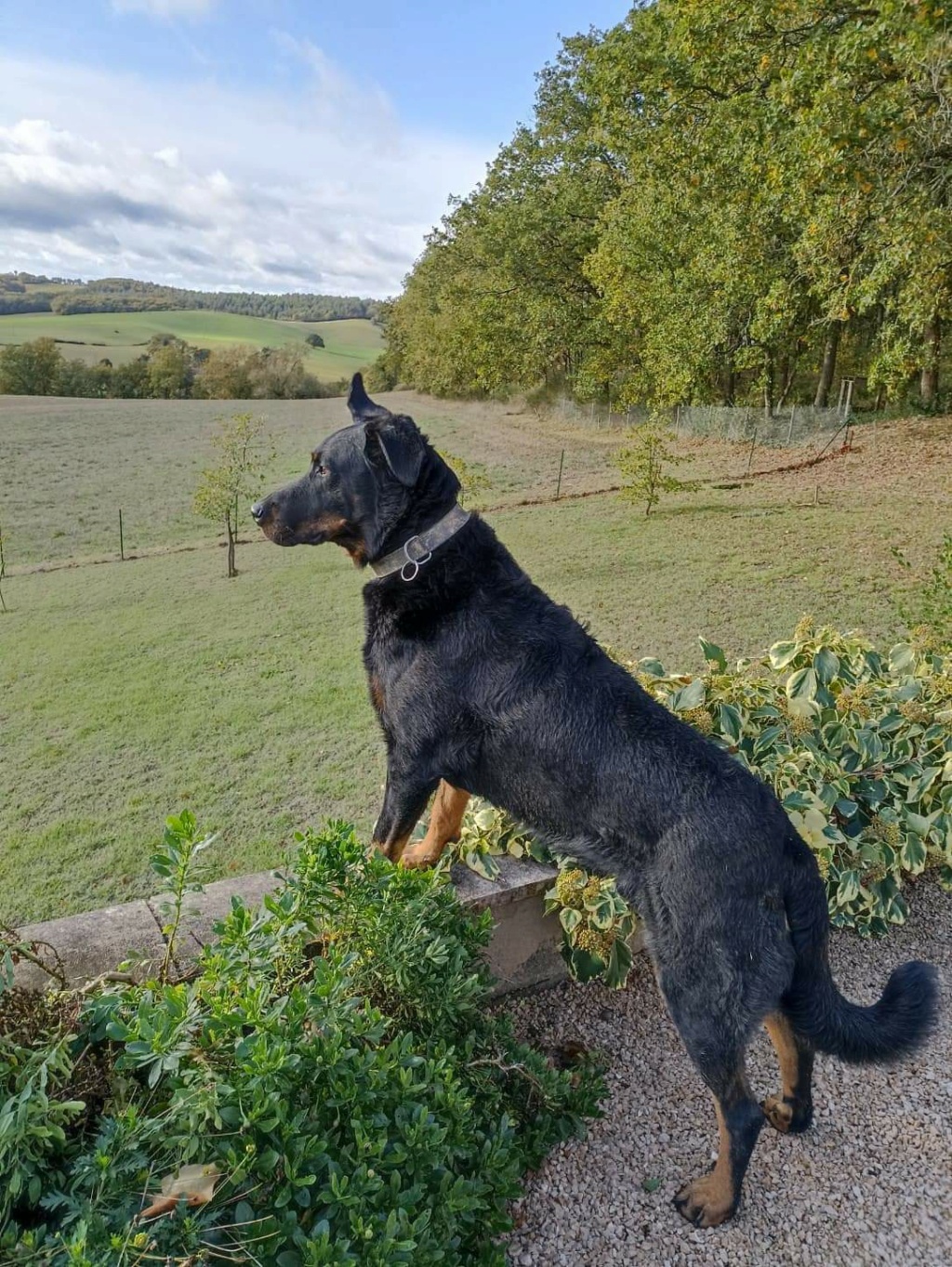 Oslo  Beauceron né le 24/05/2018 31683510