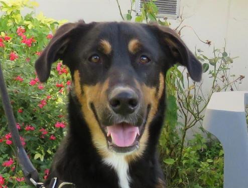 Forest  croisé/autre (berger) beauceron? né le 14/10/2019 51922910