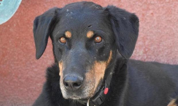 Nessy   Beauceronne née en 2013 en urgence car elle a un petit problème au cœur.  51950210