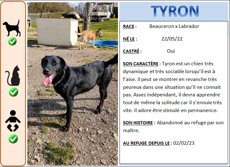 Tyron (réservé) croisé Beauceron - labrador né le 22/05/2022 6505b010