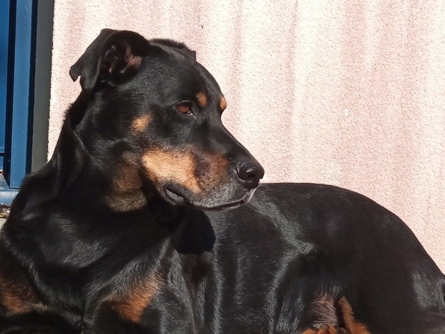 Janaka  croisée Beauceronne  5 ans 65661010