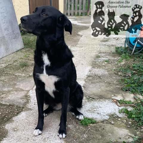 Joy  femelle x beauceron/border collie. 2ans1/2 66068615