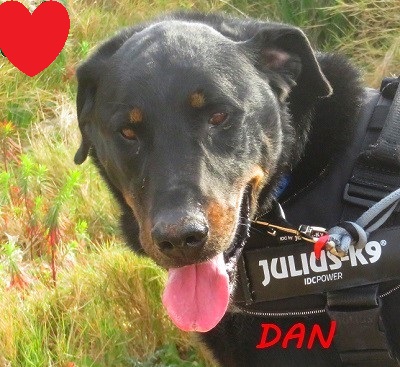 Dan   Beauceron né en Juillet 2014 Dan-110