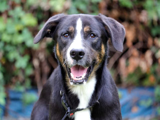 Nadar   croisé Beauceron né en septembre 2017 Image10