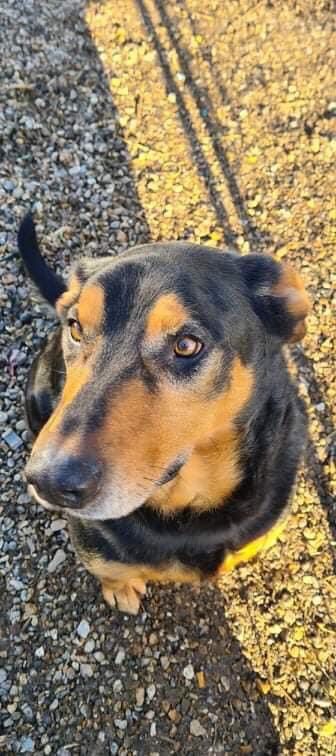 LUCKY mâle beauceron né en 2014 a été abandonné au refuge Img-2032