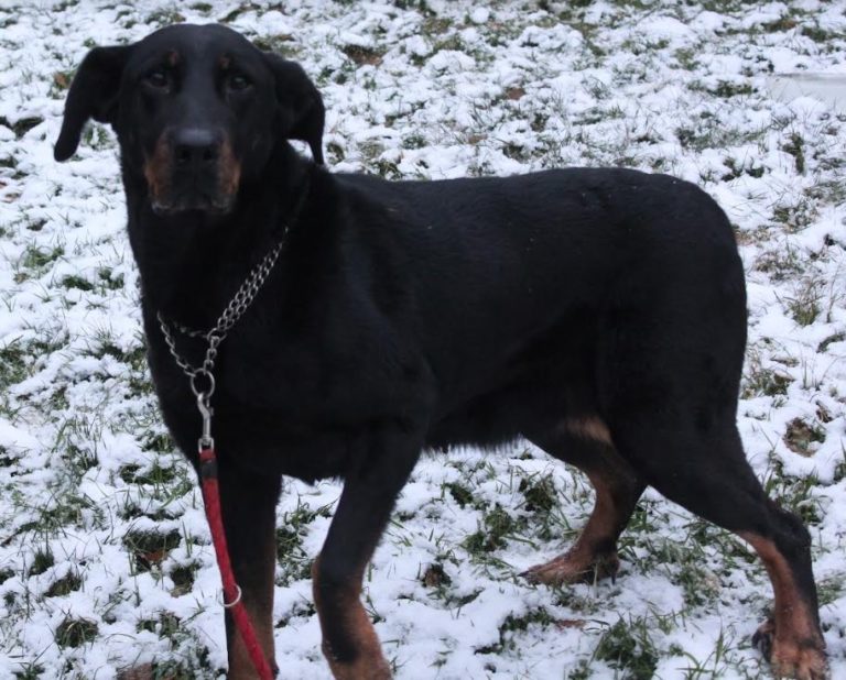 Jouleen  Beauceronne née le 17/03/2014. Elle a un regard à vous arracher le cœur. Elle n’a pas dû avoir une jolie vie.   Joulen10