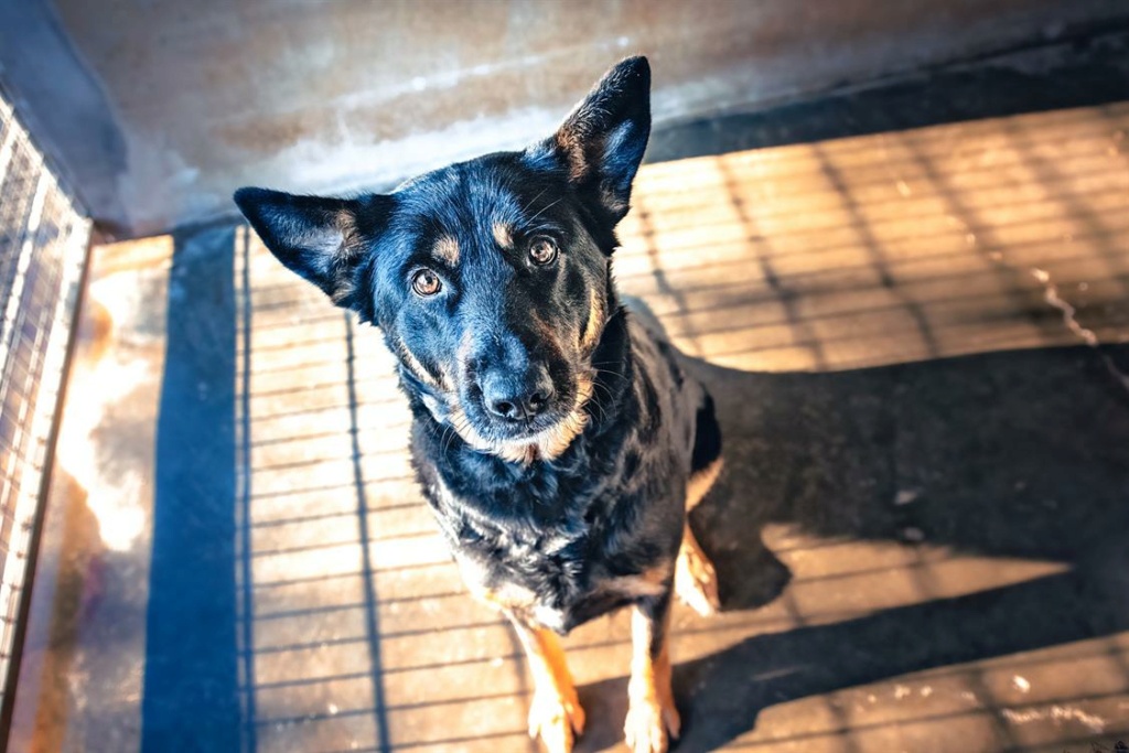 Lilou   Beauceronne née le 27/08/2015 Lilou-10