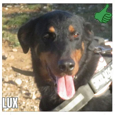 LUX  Beauceron né en Novembre 2018 Lux-cd10