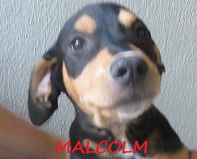 Malcolm Croisé berger né en Avril 2022 Malcol10
