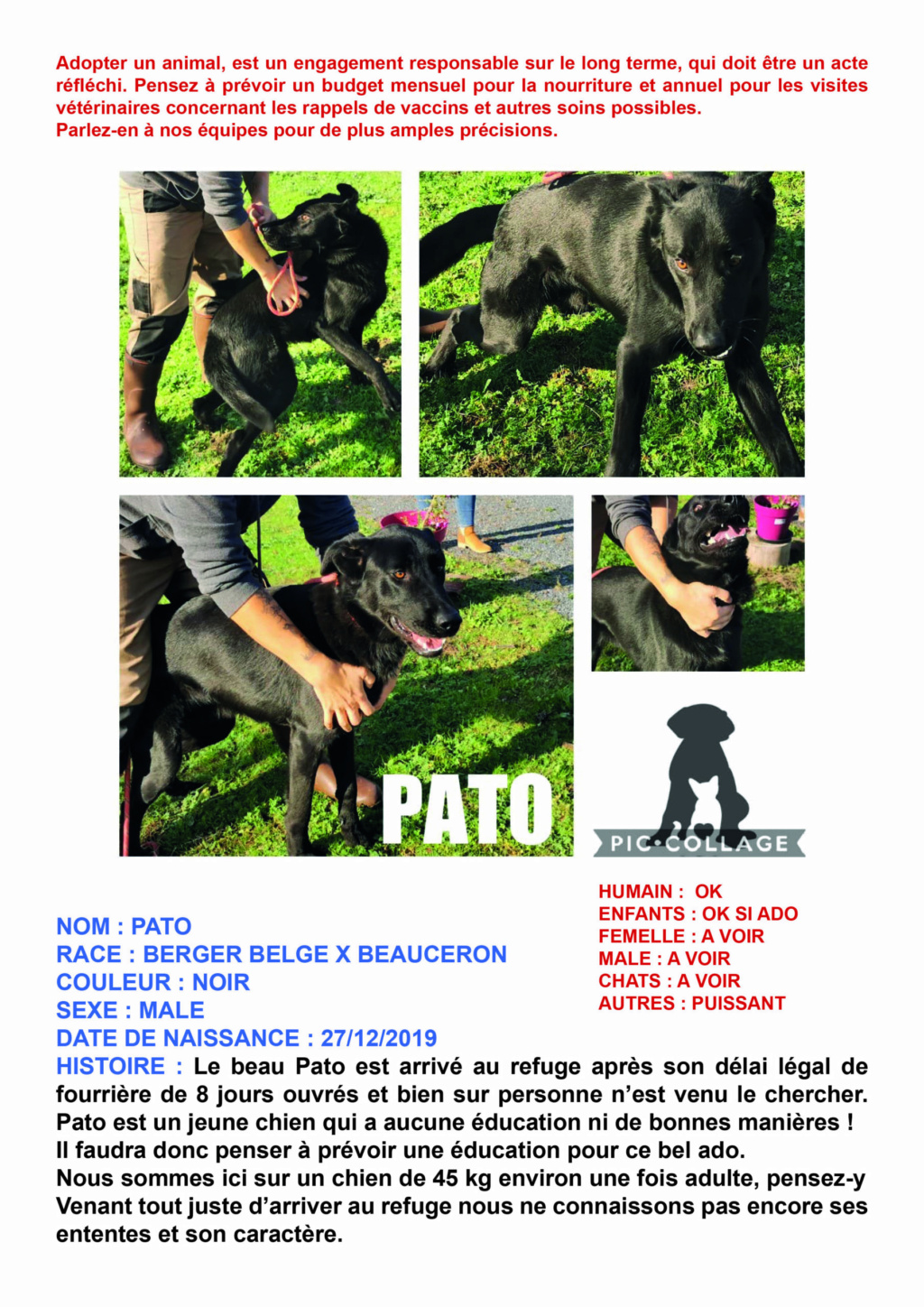 Pato   Beauceron x Malinois   typé Beauceron né le 27/12/2019 Pato-s10