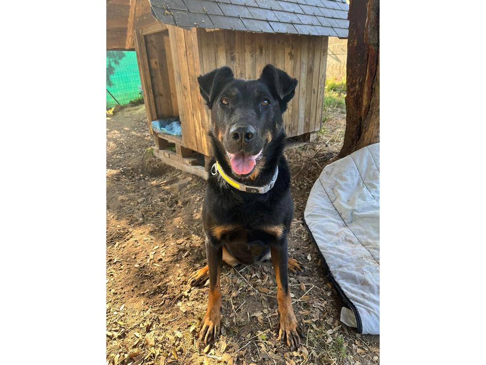 Poupou  Beauceronne née en 2012 Poupou11