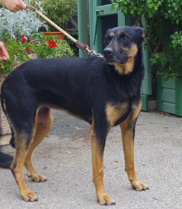 Choupette   Beauceronne née en 2014 Spalor11