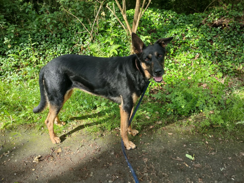 Choupette   Beauceronne née en 2014 Spalor12