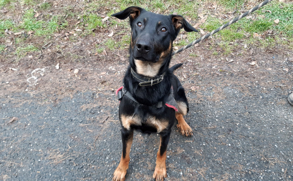 Stitch   Beauceron né le 09/02/2021 Stitch10