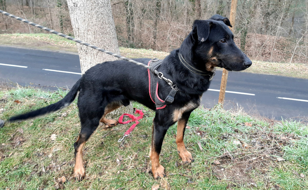 Stitch   Beauceron né le 09/02/2021 Stitch12