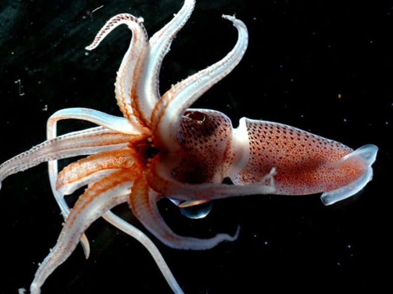 squidsquid Histio10