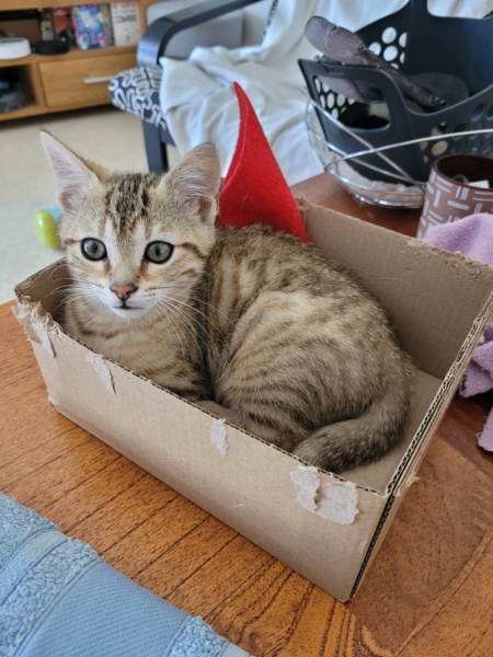 TRESOR, mâle européen tabby brown né le 20/04/2022 20220711