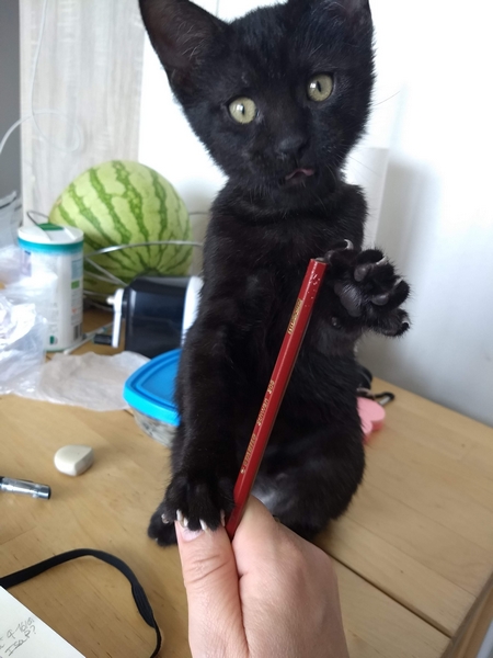 Paddy, chaton noir, né le 14.05.2019 Img_2253
