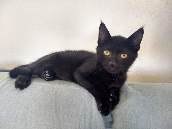PIMOUSSE, chaton européen noir, né le 01/05/19  Img_2255