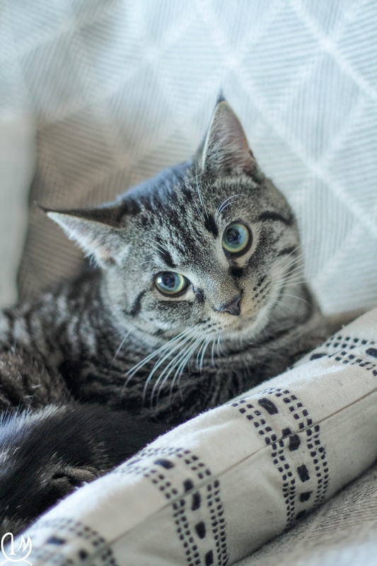 ORGEAT, jeune chat gris tabby né le 01/06/2018 Img_3121