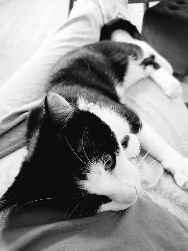 TERRY, chaton mâle noir & blanc, né le 20/03/2022 Part0011