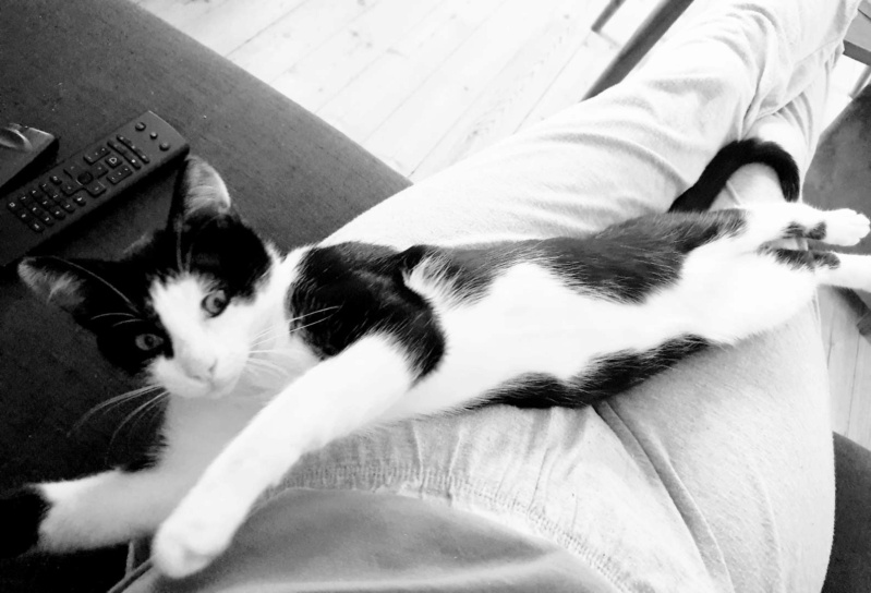 TERRY, chaton mâle noir & blanc, né le 20/03/2022 Part0012