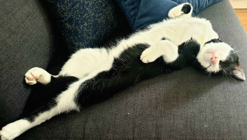 TERRY, chaton mâle noir & blanc, né le 20/03/2022 Part0013
