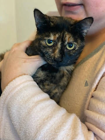 Nougatine Chatte Europeenne Robe Ecaille De Tortue Nee En Janvier 18