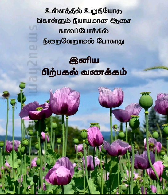 பல்சுவை Af11